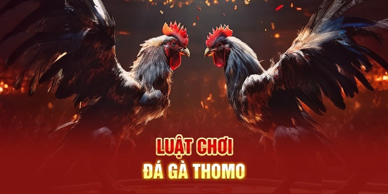 Luật chơi đá gà cơ bản nhất tại Thomo